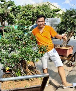 Cây Lựu đỏ bonsai