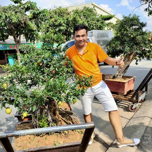 Cây Lựu đỏ bonsai