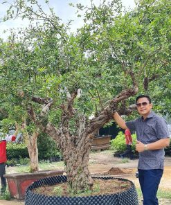 Cây Lựu đỏ cổ thụ