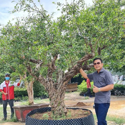 Cây Lựu đỏ cổ thụ