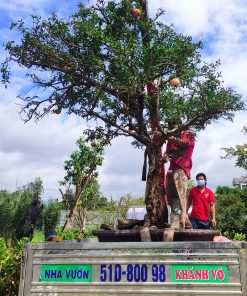 cay-luu-do-khanh-vo