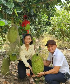 cay-mit-thai