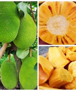 cay-mit-thai-sieu-som