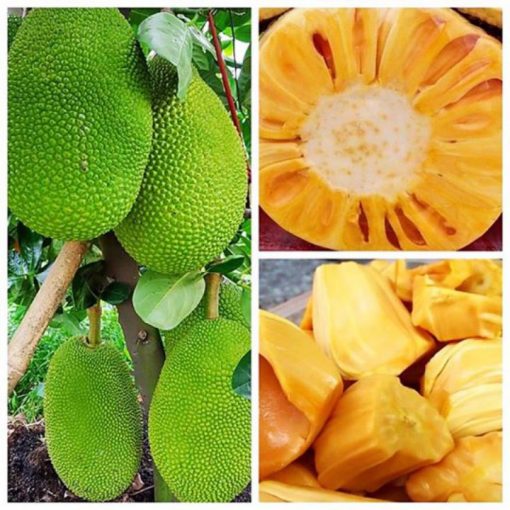 cay-mit-thai-sieu-som