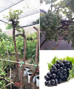 Cây Nho Pháp leo giàn gốc to đã ra trái