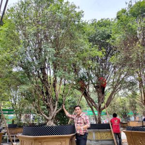 Cây Nho Thân Gỗ