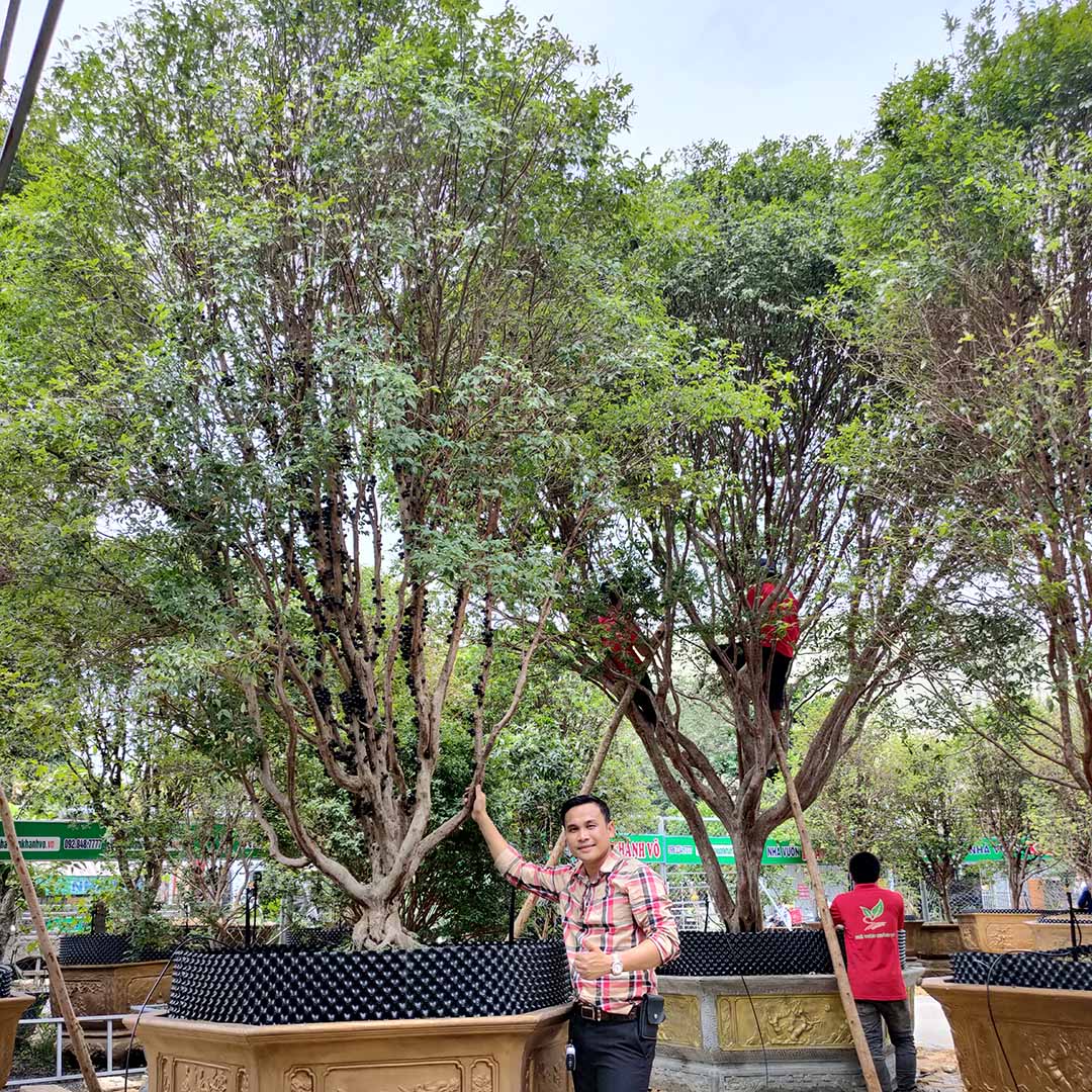 Cây Nho Thân Gỗ