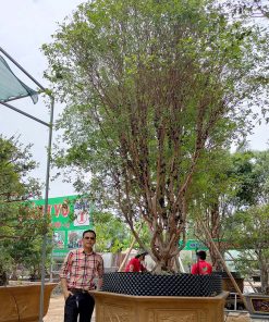 Cây Nho Thân gỗ lâu năm trái quanh năm