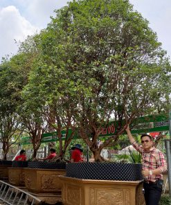 Cây Nho Thân Gỗ theo mùa lá nhỏ 8 năm tuổi đã ra trái bói