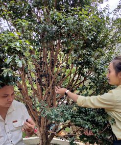 Cây Nho Thân Gỗ 6 năm tuổi sắp ra trái