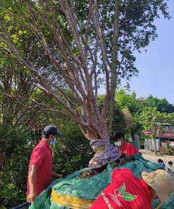 Cây Nho Thân Gỗ 10 năm tuổi đã ra trái 3 mùa
