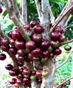 Nho Thân Gỗ đỏ