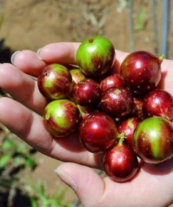 Trái nho thân gỗ tứ quý