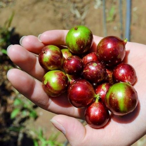 Trái nho thân gỗ tứ quý