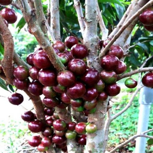 Nho Thân Gỗ đỏ