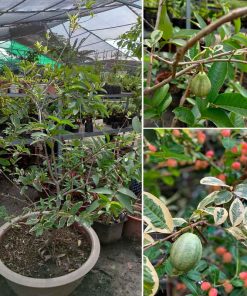Cây Ổi Cẩm Thạch đang trái [Hết hàng]
