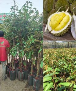 Cây Sầu riêng khủng sắp ra trái