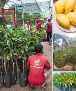 Cây Sầu riêng Monthong