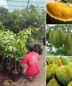 Cây Sầu riêng Musang King