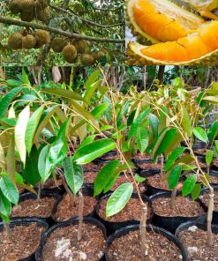 Cây Sầu riêng Ri6 cây nhỡ