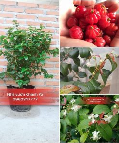 cay-surinam-cherry
