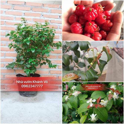 cay-surinam-cherry
