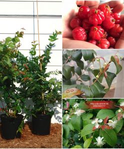 cay-surinam-cherry