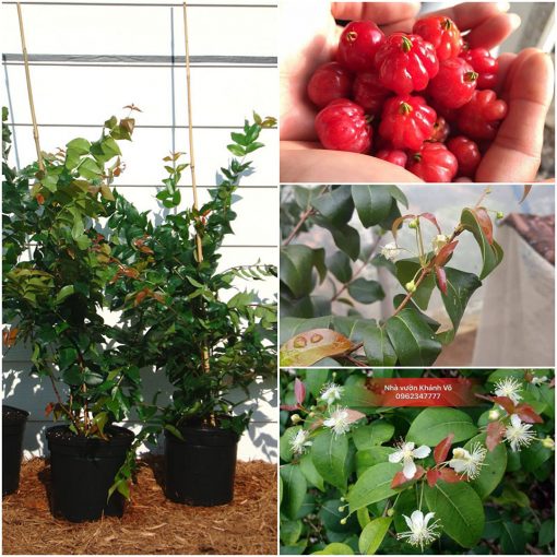 cay-surinam-cherry