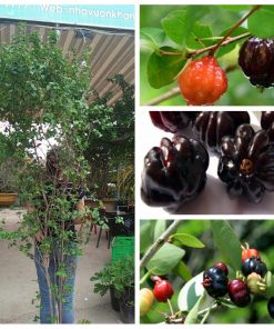 cay-surinam-cherry