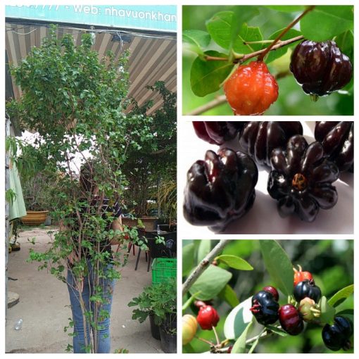 cay-surinam-cherry