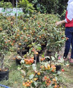 Cây Táo lùn Mỹ gốc khủng [Hết hàng]