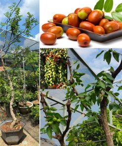 Cây Táo tàu gốc khủng cao 2m có trái