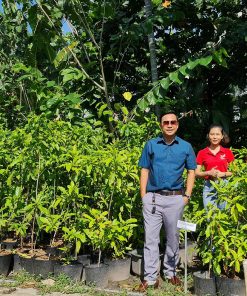 Cây Vú Sữa Hoàng Kim giống