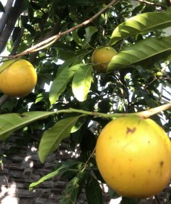Cây Vú Sữa Hoàng Kim trưởng thành