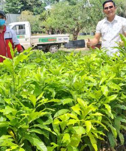 Cây Vú Sữa Hoàng Kim giống cao 40cm