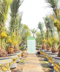 Cây Chà Là Barhee Vàng – Giống Chuẩn, Trái Ngọt