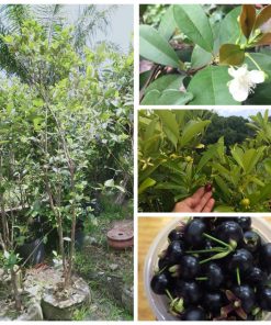cherry-brazil
