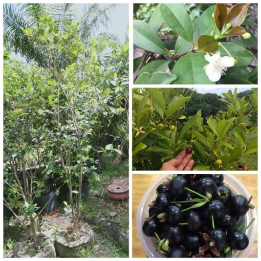 cherry-brazil