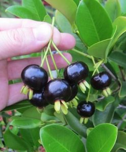 cherry-brazil