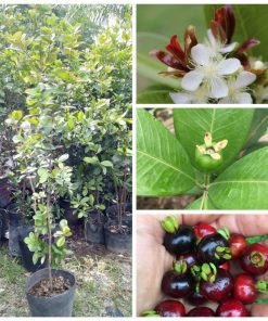 cherry-brazil