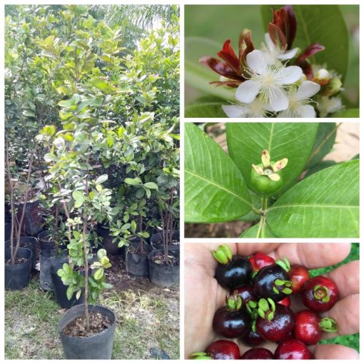 cherry-brazil