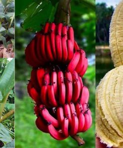 chuoi-do-dacca