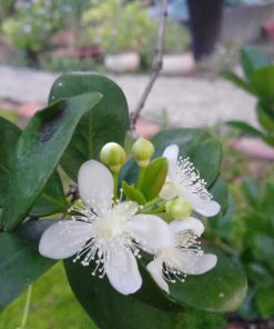 Hoa cây Cherry Brazil