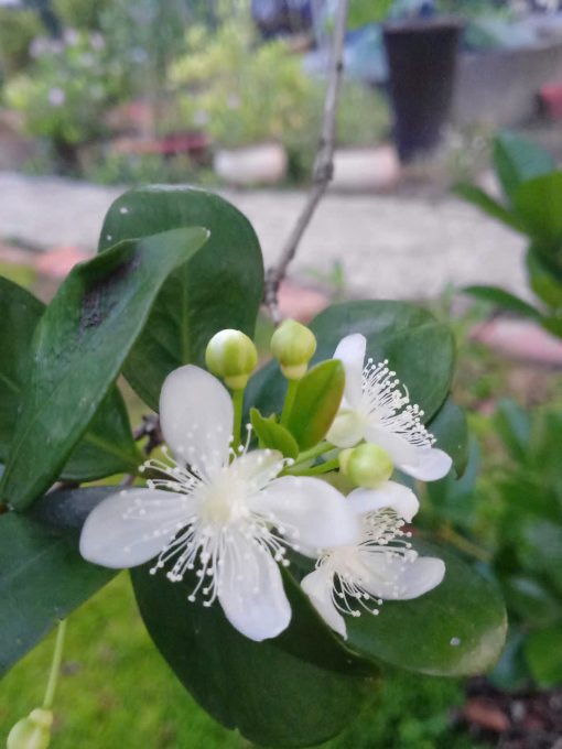Hoa cây Cherry Brazil