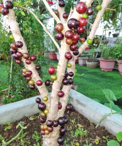 Nho Thân Gỗ tứ quý
