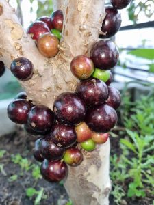 Nho Thân Gỗ tứ quý