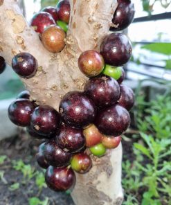 Nho Thân Gỗ tứ quý