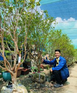Nho Thân Gỗ tứ quý