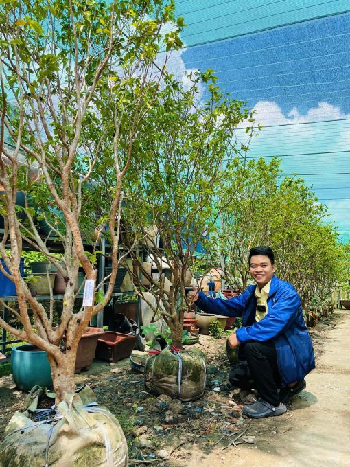 Nho Thân Gỗ tứ quý