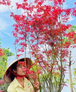 Cây Phong lá đỏ Nhật Bản loại đại